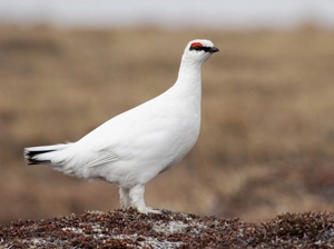 Ахууна (Цэвдгийн ахууна)